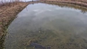 Раки убивают карасей и воюют с линями какую рыбу лучше разводить рак или рыба