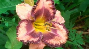 лилейник сеянец №119 (Vlasova' 2025)