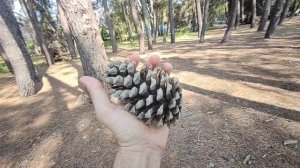 Абхазия Автокемпинг у моря, кафе Муза меню цены 29 июля 2025 г.