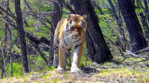 Во всем мире отмечают День тигра