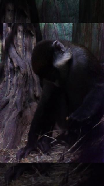 Обезьянка в океанариуме воронежском