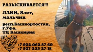 Пропала собака! ЛАКИ. Мальчик. 8 лет. респ. Башкортостан,  г. Уфа