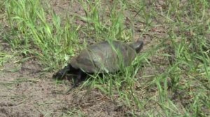 Болотная черепаха 10 Чертень Место которого нет