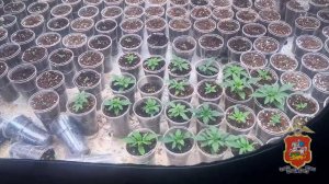 Полицейские задержали двух мужчин, которые подозреваются в выращивании конопли