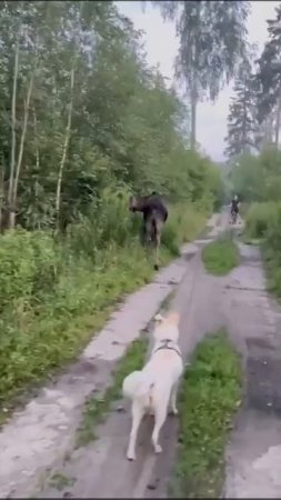 🫎В «Лосином острове» на дорожке, где обычно гуляют люди, заметили маму с лосенком🫎
