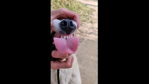 Заноза. Продажа