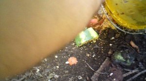 Кормление курочки 29 июля 2025