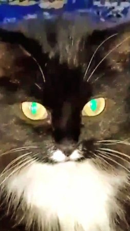 Как довести мужчину до истерики! 😁😻 Юмор с животными