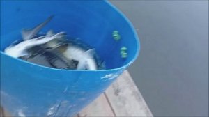 Зарыбление осетром нижнего водоёма 100 кг. Клёвое место, Лосиный остров.