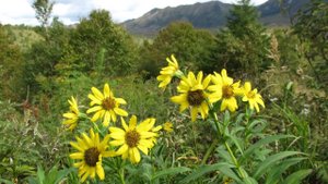 Вот и лето прошло  -  ( Минус + ориг. вокал )