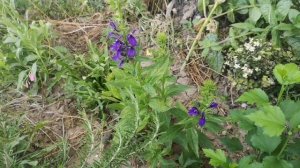 Многолетняя синяя лобелия