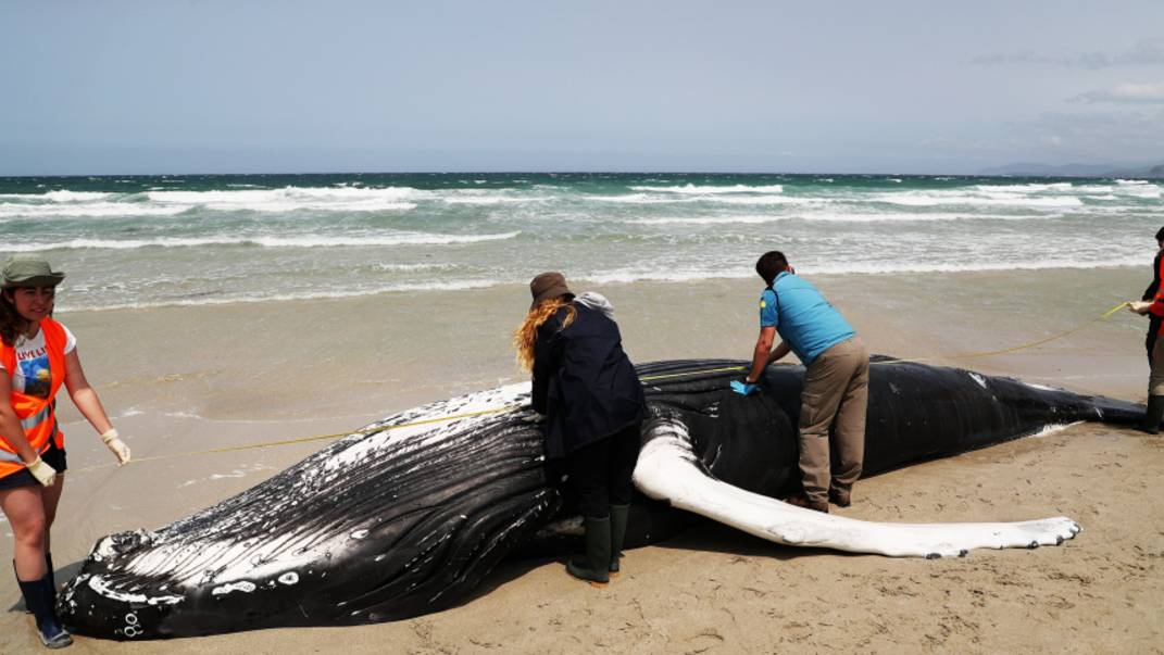 Несколько китов выбросило на берег в Японии из-за цунами
