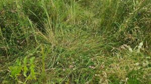 Убегаем от животных