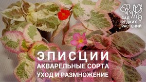 Акварельные эписции, сорта. Уход, содержание, размножение