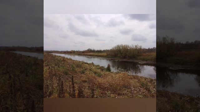 Встреча с лисой. смотреть онлайн