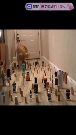 1000066772.mp4