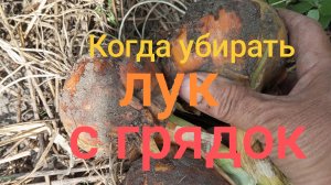 Когда убирать лук с грядок? Три признака готовности лука к уборке.