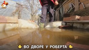Содержание кур в домашних условиях и других птиц во дворе у Роберта 🐣🐤🦆🐔🪿🦃 (98)