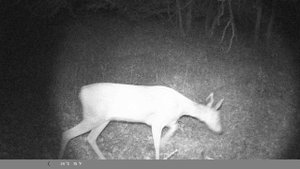 Волгоградская обл. Косуля.