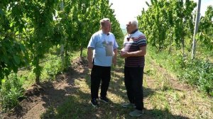 КУБАНСКИЙ ФЕРМЕР_НОВОРОССИЙСК_03_Черешневый сад_Коровин