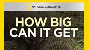 Гиганты мира животных 2 серия «Самая большая змея» | NAT Geo