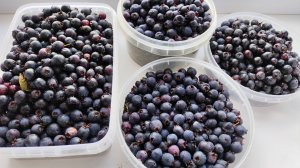 Пошли за иргой в лог. 30 июля 2025
