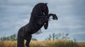Фото лошадей!!🐴🐎