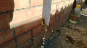 Оса пьёт воду жара