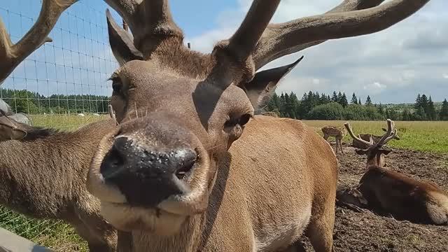 Оленеферма "Гринфилд парк" под Ижевском