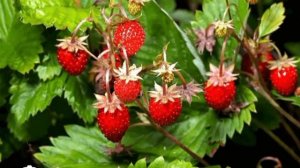 "Жилэкле жэй"
исполняет:Роза Ахунова