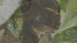 Голубая Квакша: Австралийская принцесса с яркой внешностью.