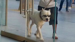 10 минут веселых и озорных собак, которые сделают ваш день лучше 😅