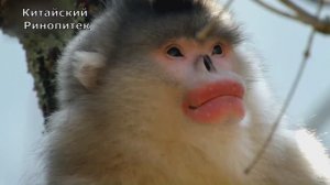 Жизнь с большими губами. Китайская обезьяна