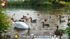 Видео про животных и птиц для души (56)