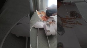 Драконы у доктора, 
видео о дракона из бумаги, #драконы#