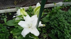 Изумительные новые сорта безтычинковых лилий.30.07.2025