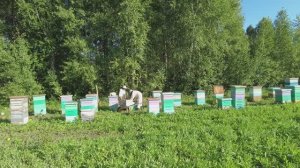 Идём на рекорд, медосбор продолжается, васильковые поля с дрона, Пасека Старчевских, Сибирь