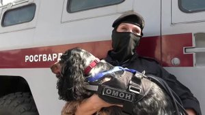 В петербургском ОМОН «Балтика» с почётом проводили на пенсию служебную минно-розыскную собаку
