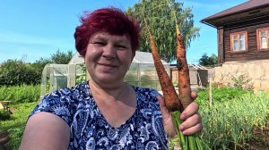 Чтобы Морковь выросла сладкая и ровная! Правильный полив и подкормки!