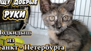 Ищу добрые руки. Подкидыш из Санкт-Петербурга.