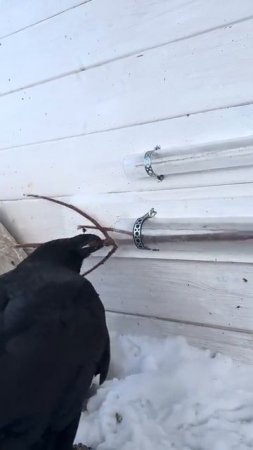 Ворон - рационализатор