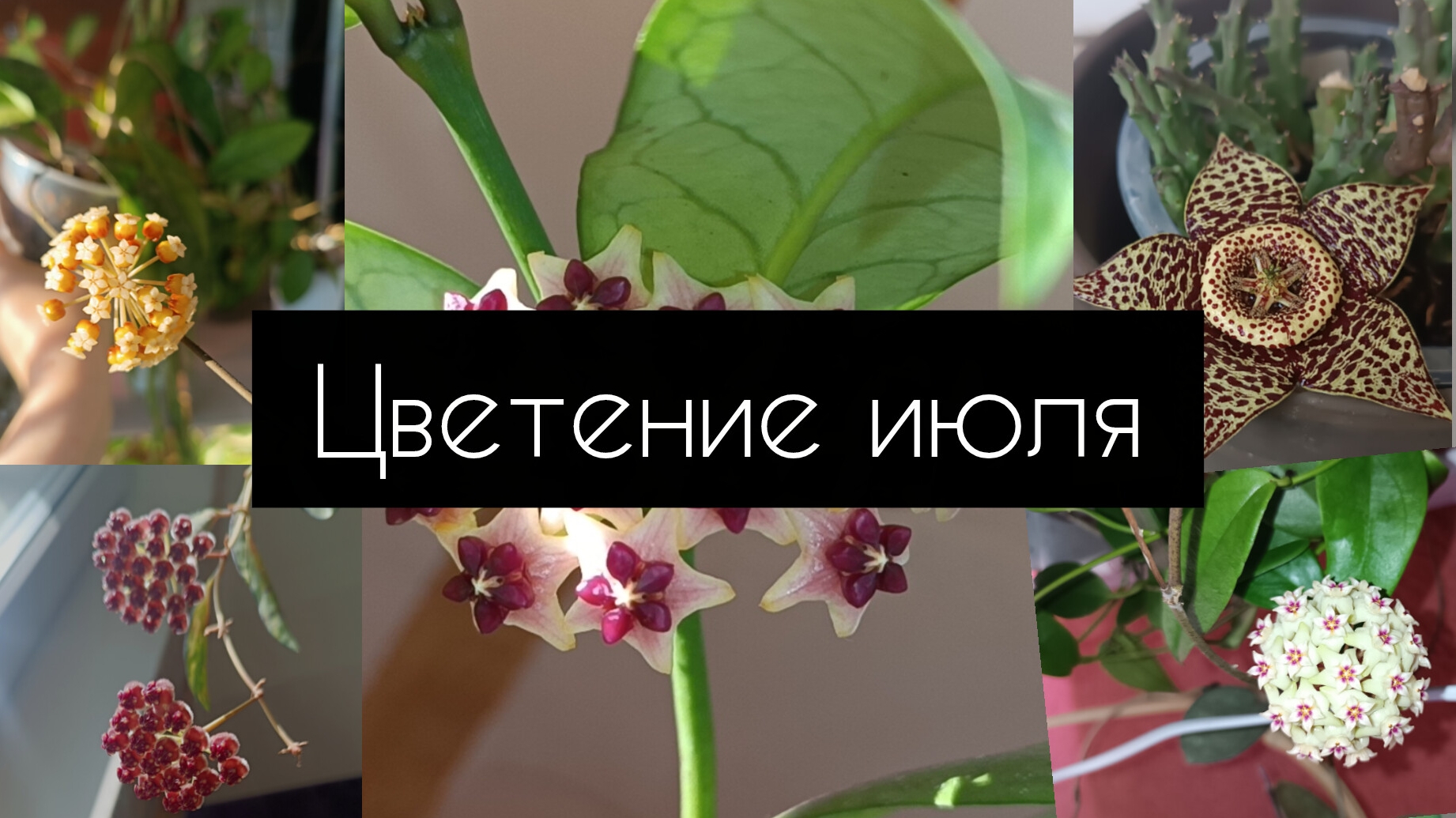 цветение июля