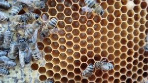 Забирю мёд у украинской степной и кавкзянки. 25.07.2025.