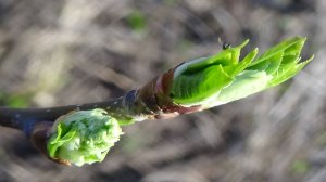 пригород белгорода