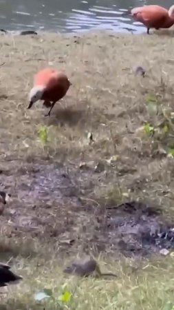 🐀Парк Царицыно заполонили крысы🐀