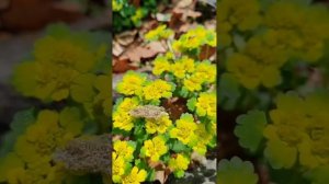 Воспаминания о походе. ШТОЛЬНЯ 2025 п. Хани.