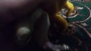 ЦЕРАТОЗАВР ПРОТИВ ТАРБОЗАВРА  #10