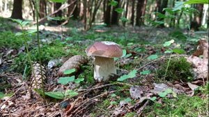 По грибы в ближний ельник. Тихая охота 29.07.25