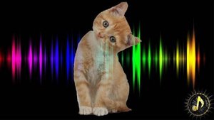 Звук мяуканья кошки ~ Привлекает кошек, звуки, которые любят кошки