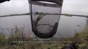 Платник на Серегиных озерах в Подмосковье